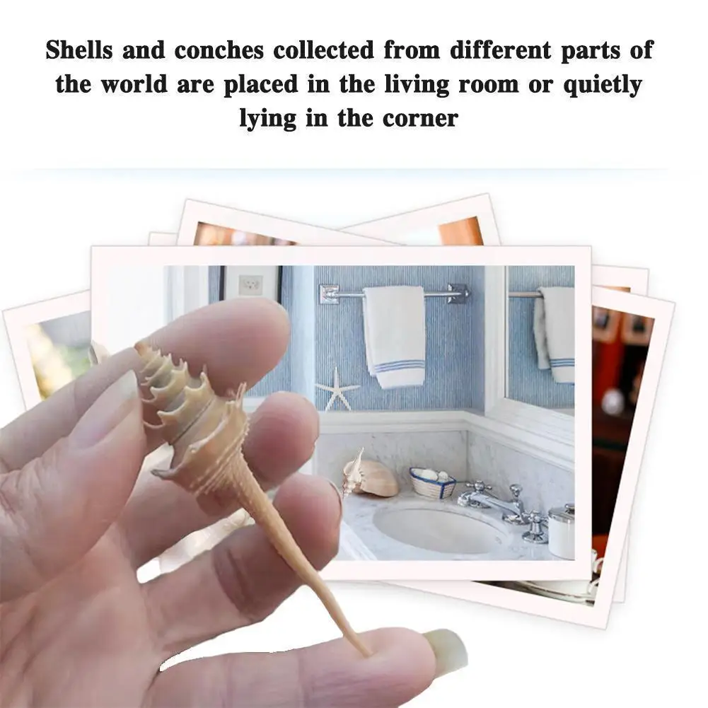 

Natural Conch Shell Shaft Conch Specimen Conch Collection Shells Souvenir Decoration Aquarium W7O8