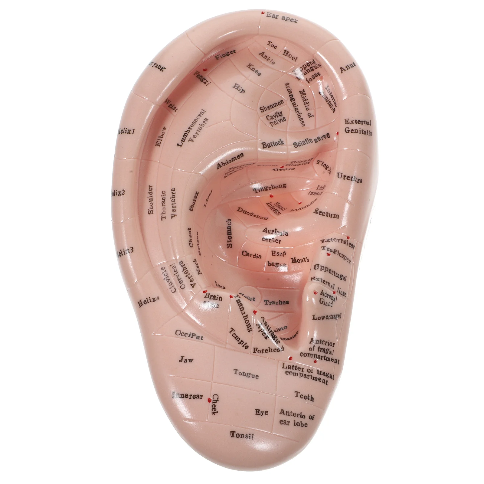 

Auricular Model Mannequins Chinese Medicine Teaching Prop Ear Mold Point Emulation Lettering Pvc Soft Glue