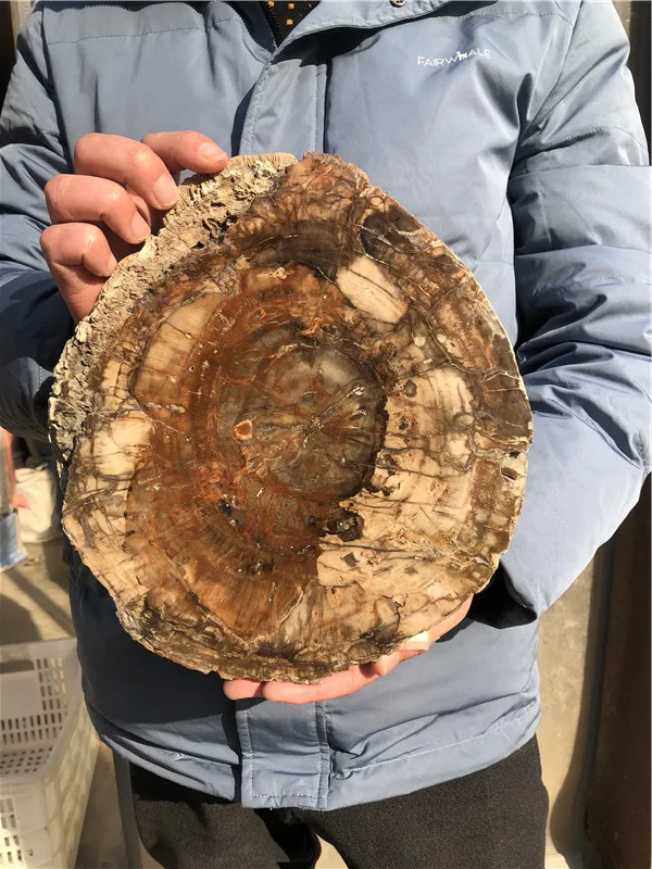 

2,5 кг натуральный экземпляр петрифицированной древесины, полудрагоценные камни, кусочки кристаллов, лечебные камни