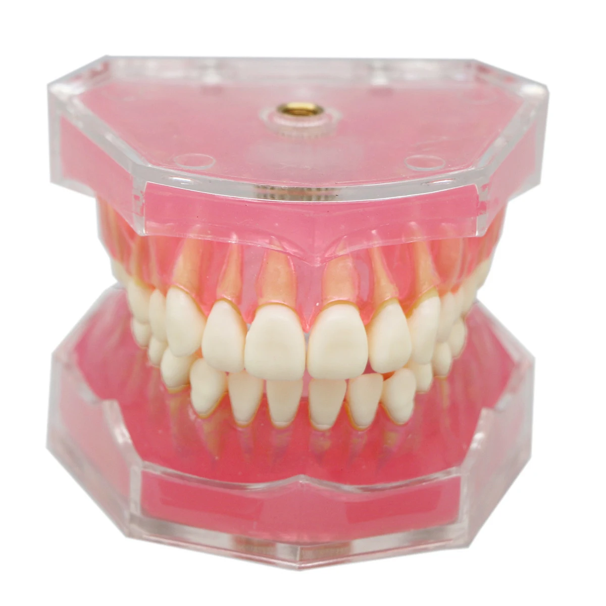 

Dentistry Teeth Model With 28Pcs Removable Tooth Fit Standard Soft Rubber Simulation Cheek Demonstration Teaching Model