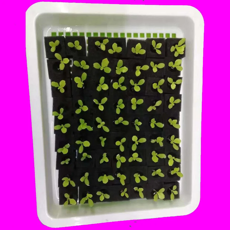 100 шт./лист губки для выращивания растений