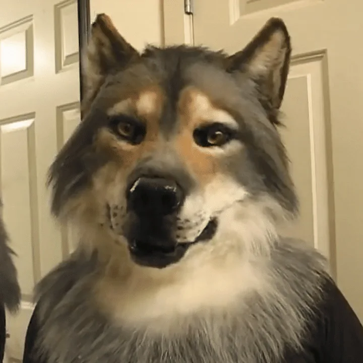 Головной убор волка