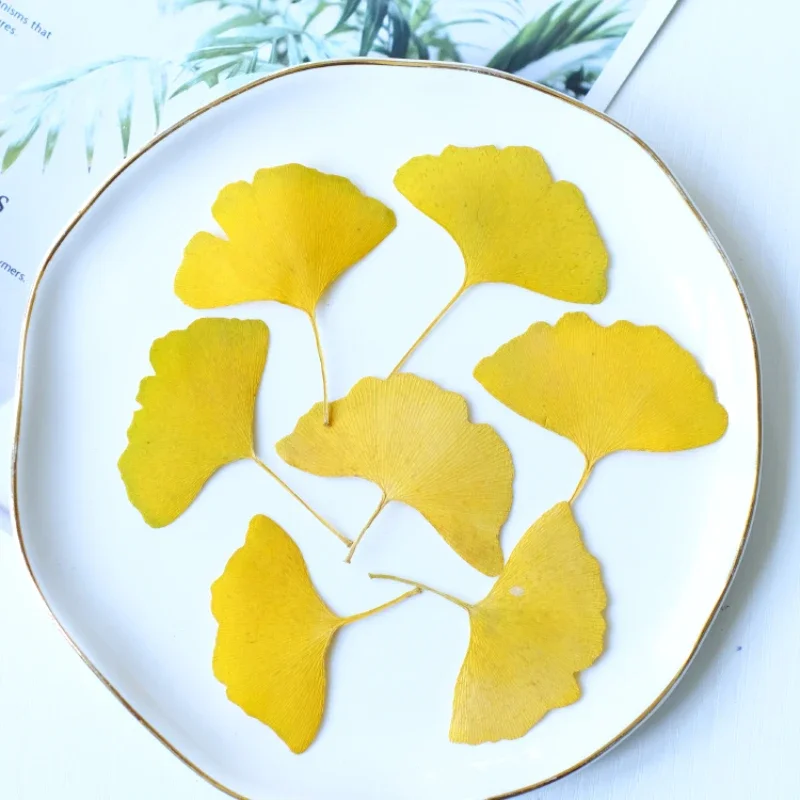 

Сухие листья гинкго билоба, набор из 50 штук