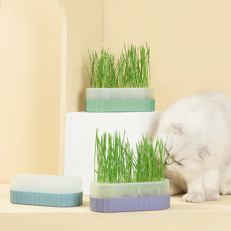 

Cat Snack Cat Mint Planting Hydroponic Box Cat Grass Pot Color Contrast Hydroponic Cat Grass Box Det Cat Grass Planting Bowl