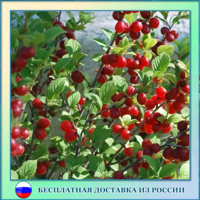 Вишня Семена Купить
