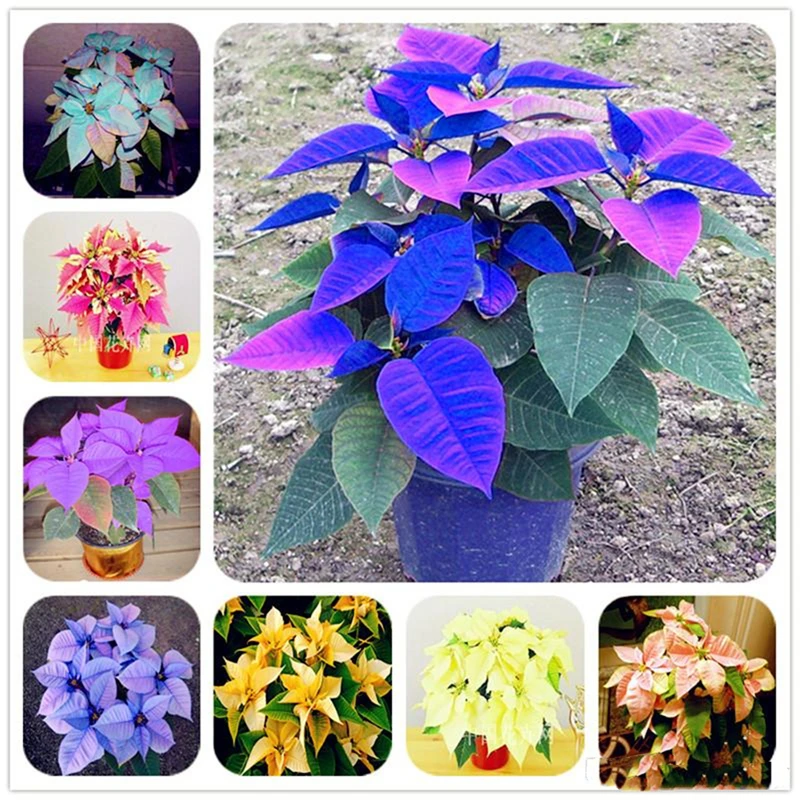 

200 шт. семена Пуансетии, благовония для сада, бонсай, натуральные растения, красочные красные цветы шалфея, ароматные благовония E527H