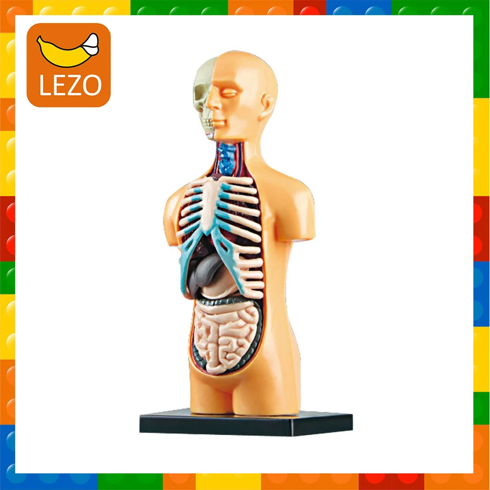 

3D Human Body Torso Model Educational Assembly Learning DIY Toys Human Body Organ Teaching Tools Early Learning Toy For Children