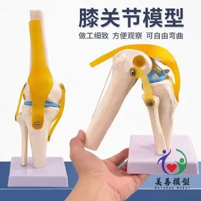 

Модель колена с связками человеческого скелета