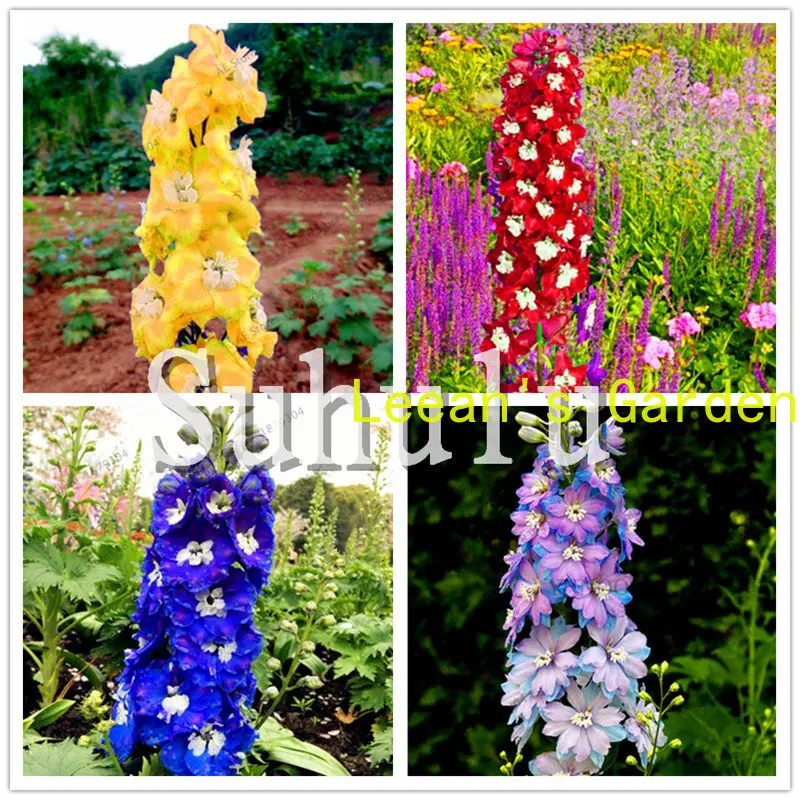 

Тростник 100 шт., редкие цвета, цветочные семена Delphinium console, органические Красивые цветочные растения, семена «сделай сам» для домашнего сада