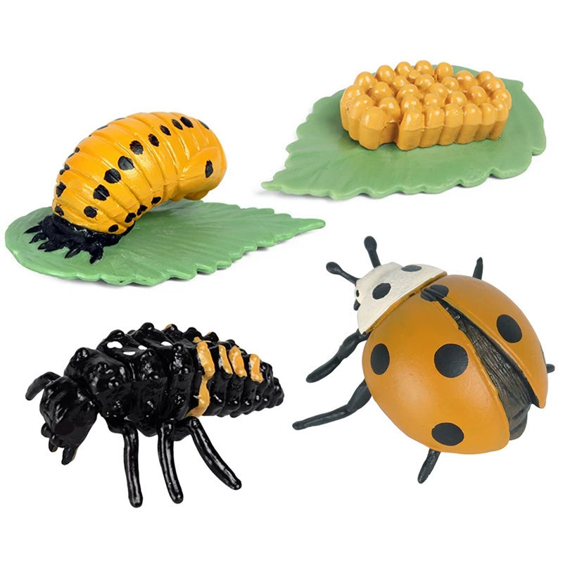

Life Cycle Of A Ladybug Educational Hand Painted Figurines Insect Kit Insect Cycle Preschool Model
