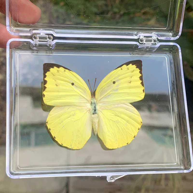 

Искусственные образцы бабочек