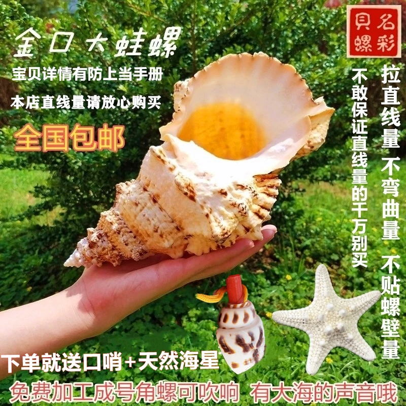 Натуральный большой морской раковины Jinkou Dawa улитка камень спиральный белый цвет