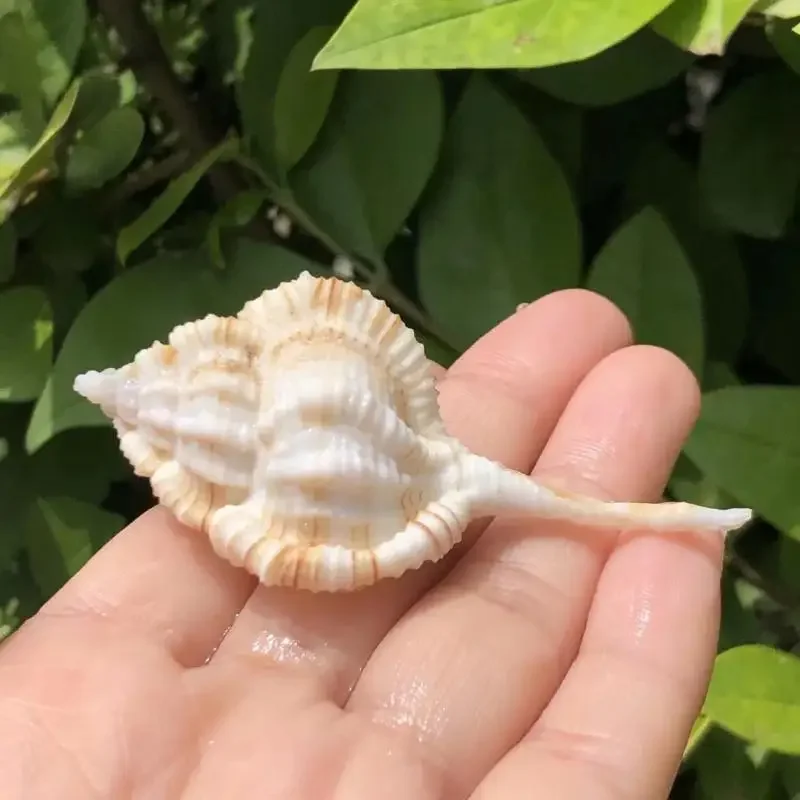 3 шт. образцы аквариумные украшения для аквариума с улиткой ракушки дрифта