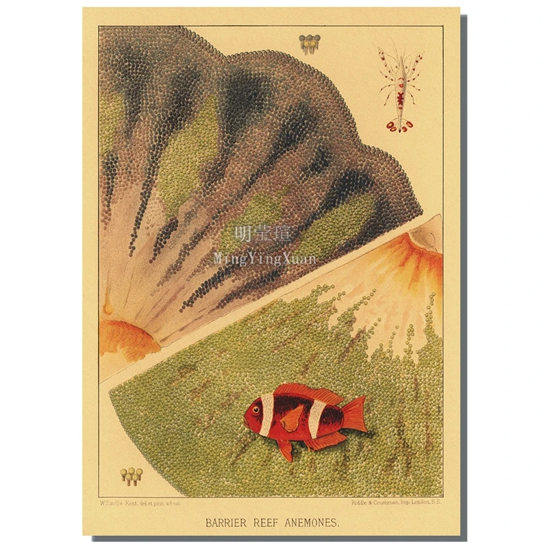 

Винтажный постер биологического образца