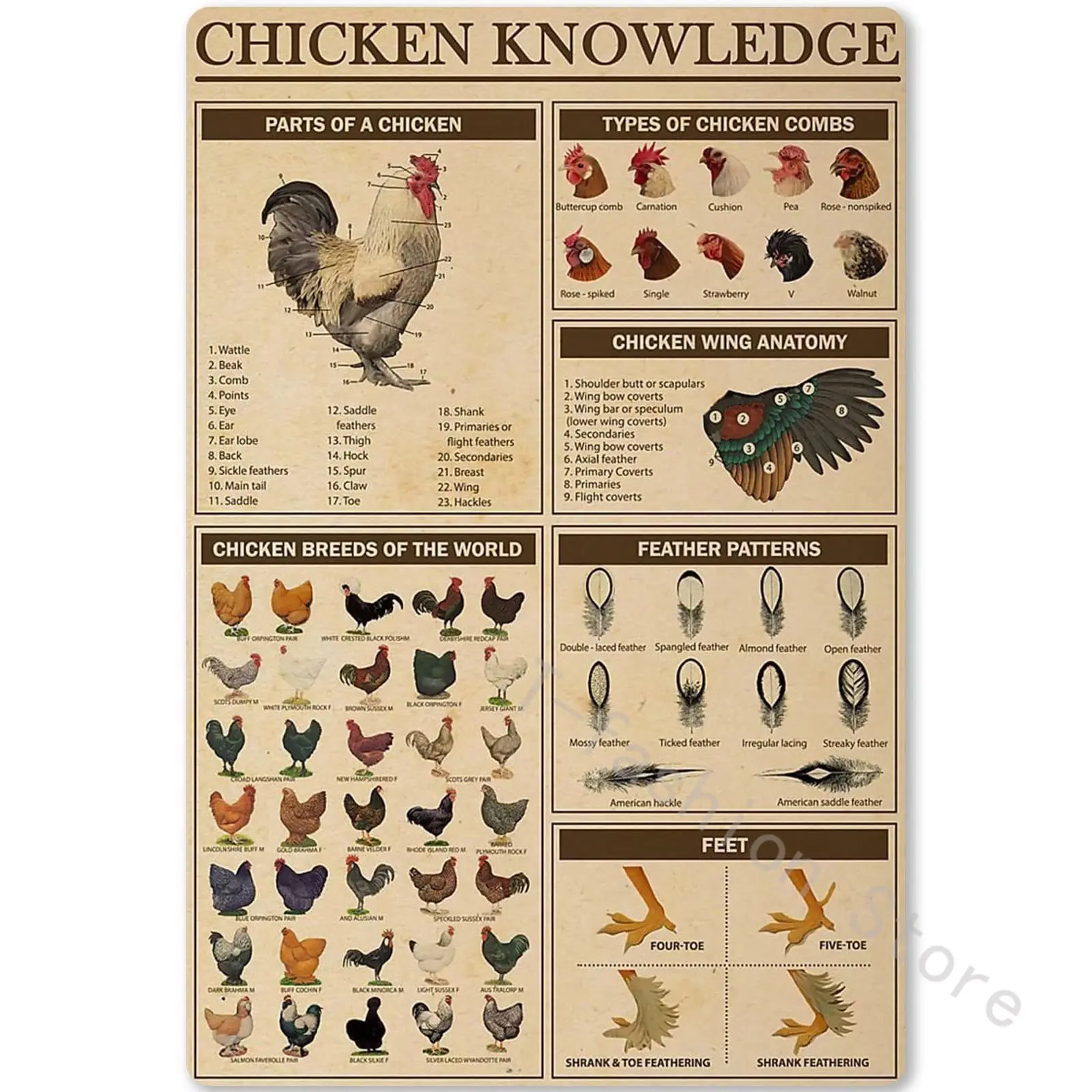 

A Chicken Knowledge Metal Tin Sign Chicken Breeds of The World Infographics Retro Poster Plaque for Club Cafe Bar Home Kitchen