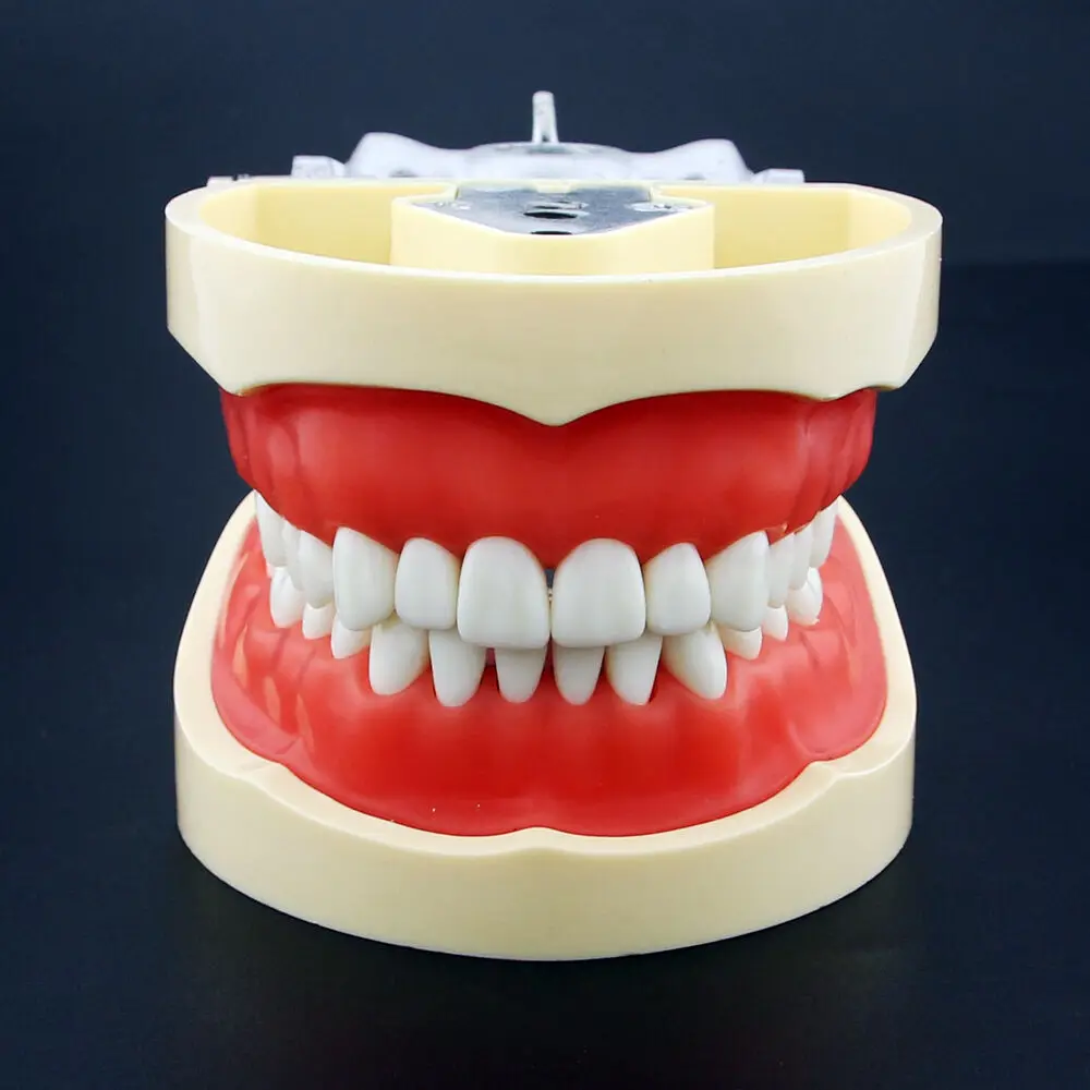 

kilgore Nissin Type Dental Typodont Oral Model 200 with Removable Teeth