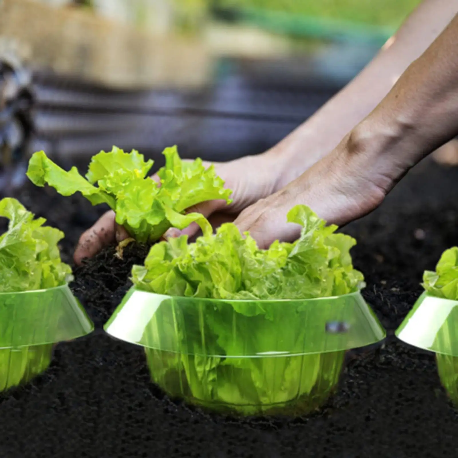 

Durable Flowers Protective Cover Protection Barrier Plants Protective Collars for Vegetables