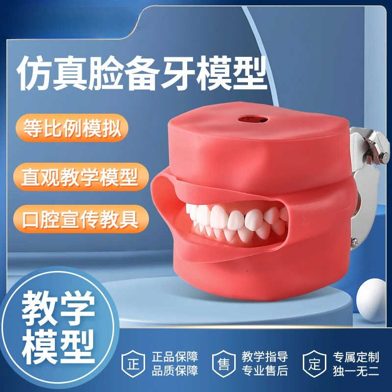 

Simulation face tooth preparation model tooth model dental materials dental model dental teaching practice model
