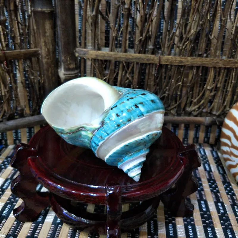 

9-12cm Natural Large Hermit Crab Shells Coastal Home Decor Accent and Vase Filler, Real Banded Green Blue Gade Turbo Collection