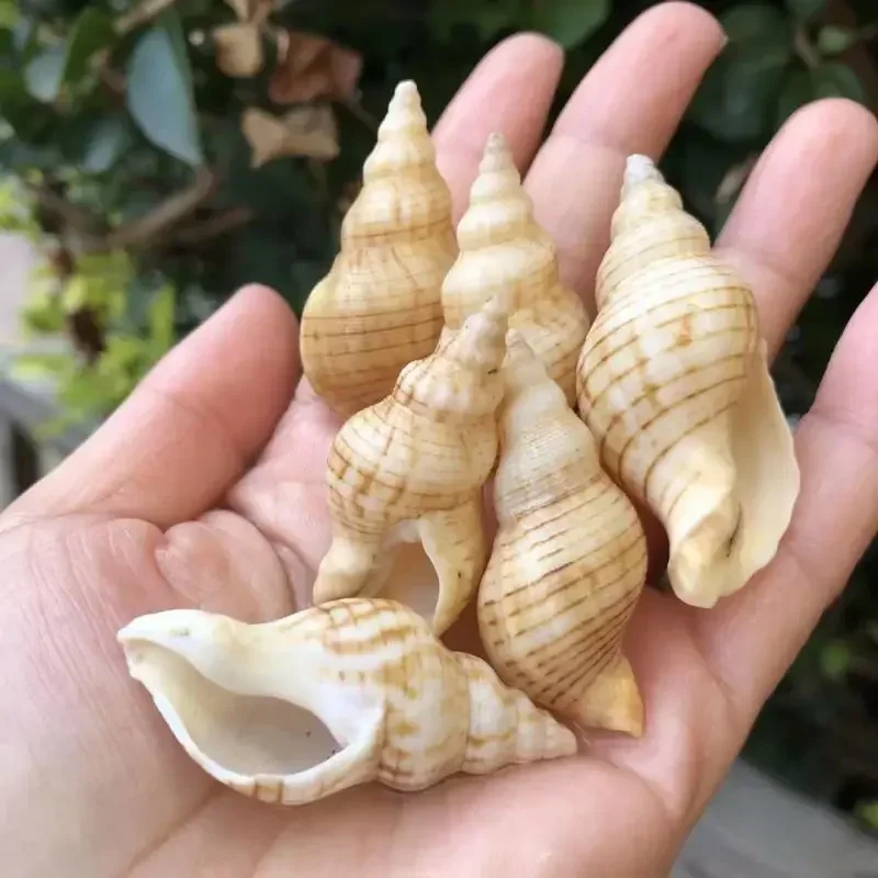 6 шт. натуральная раковина для аквариума