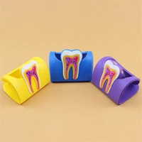 1pcs cute dental card holder colorful rubber teeth molar shape phone card name storage dsiaply stand for clinic dentist gift