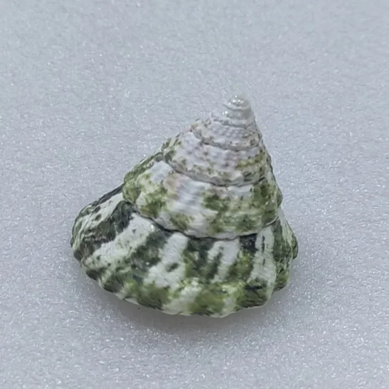 Натуральная сказочная раковина императора апельсиновая башня улитка Морская