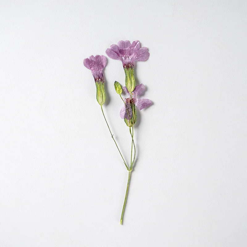 

500pcs/bag Pressed Dried Vaccaria hispan Flower Dry Plants Necklace Jewelry Making Craft DIY Accessories Artificial Flower Decor
