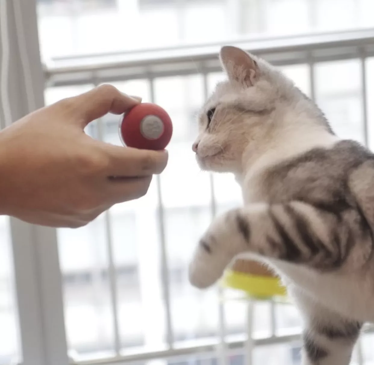 

Умная игрушка для кошки Cheerble, интерактивный мяч, тренировочная игрушка для кошек, игровой мяч для домашних животных, игрушка для кошек, котя...