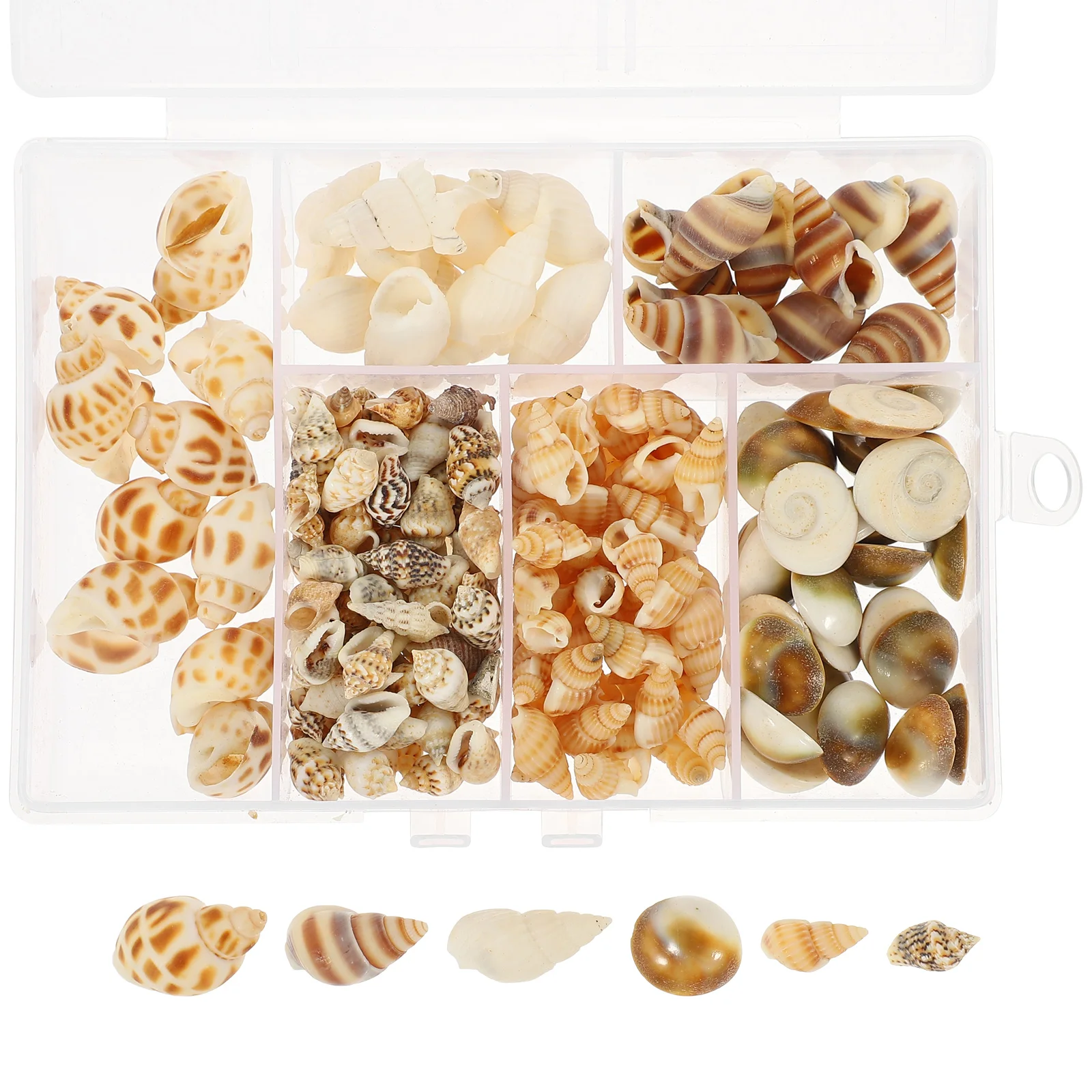 

1 Box of Small Shells Conch Natural Tiny Ocean Seashells for DIY Miniature Beach Conch Decor