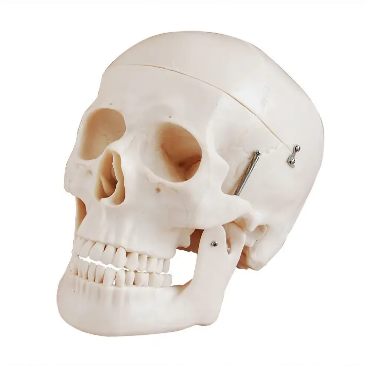 

Anatomical Skull Model