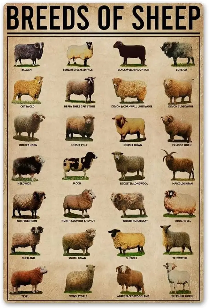 Vntge rt Frm Decor Metl Plque Breeds Of Sheep ​Home Sgn For Home Ktchen Grden Frmhouse Rnch Wll 12x16 nch