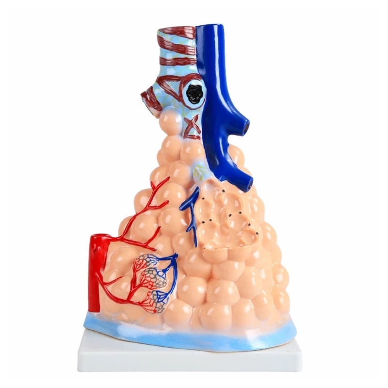 

Модель человеческого сердца легких, модель кардиопульмонара, большая альвеолярная Анатомия бронхов, модели кафедры дыхательной системы, Прямая поставка