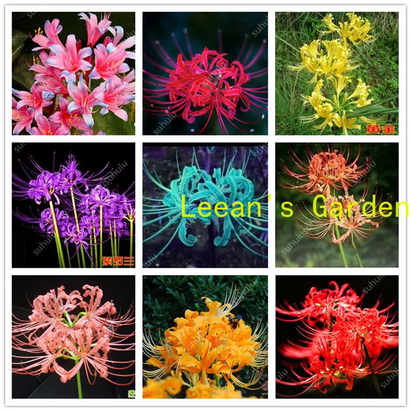 

Семена 100 Редкие растения Lycor Radiata семена многолетника для внутренних помещений цветок естественный рост красивые DIY домашние садовые семен...