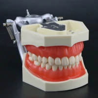 kilgore nissin 200 type dental typodont model removable 28pcs screw in teeth