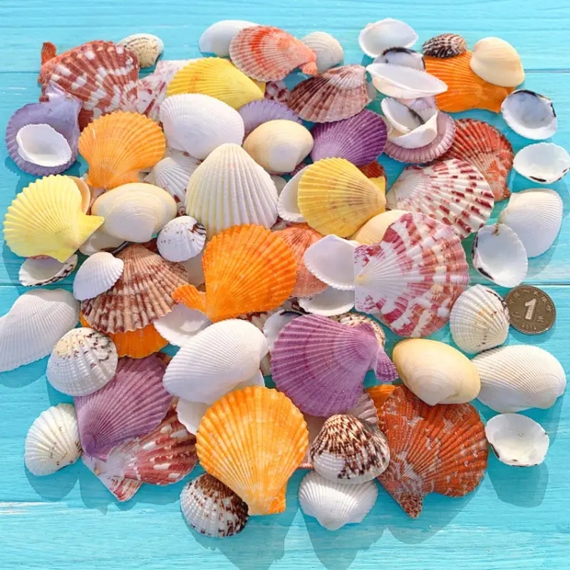 

Natural Shell Conch Fish Tank Landscaping Decoration Small Ornaments Reef Aquarium Turtle Tank Bottom Sand Decoration