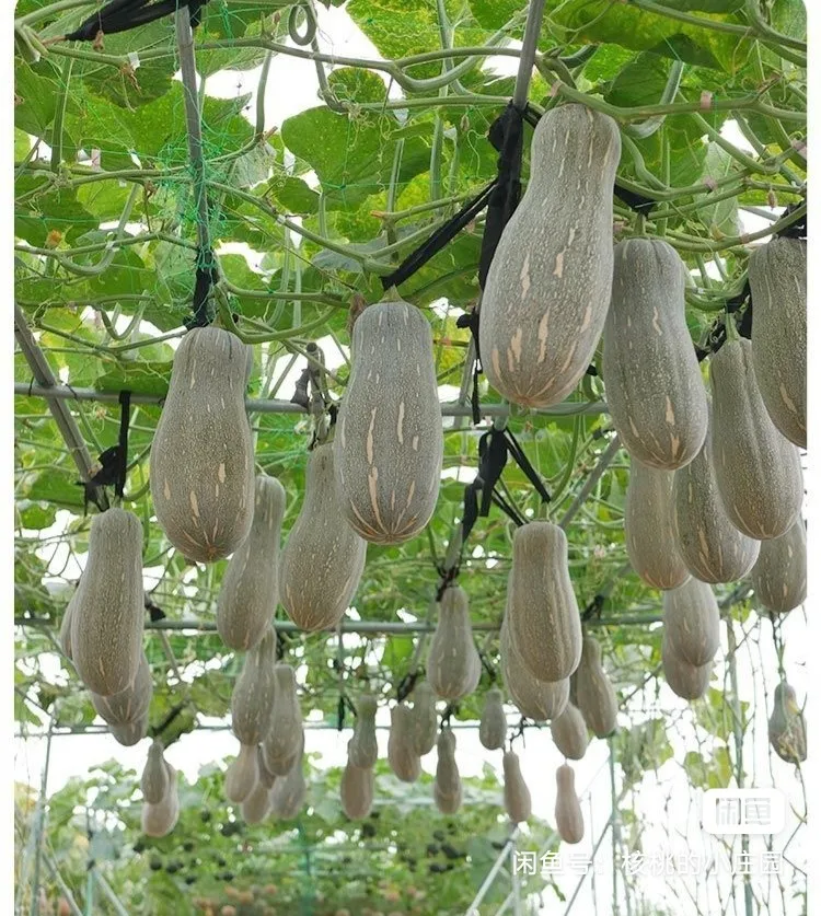 

10PCS " Miben F1 Pumpkin " High Yield & Super Sweet Vegetable SS