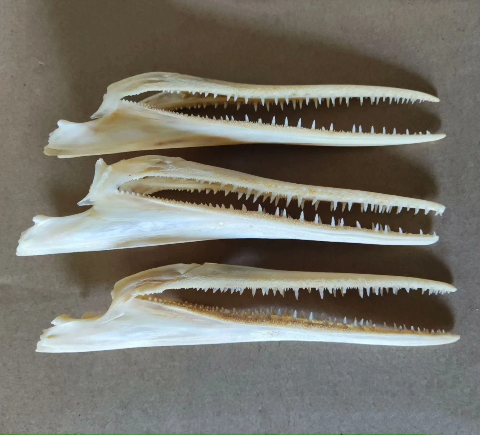 

Настоящий череп северной щуки ORIGIFTS