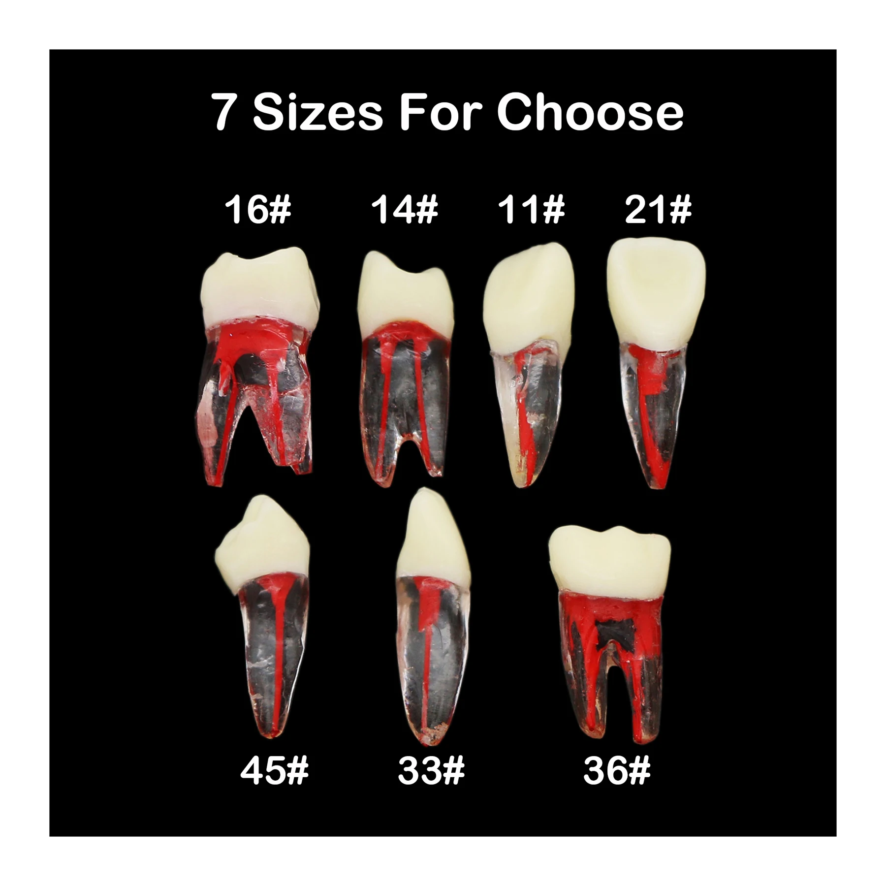 

5Pcs Dental Root Canal Pulp Cavity Practice Endodontic Teeth Model M8007 11# 14# 16# 21# 33# 36# 45# Typodont Study Teach