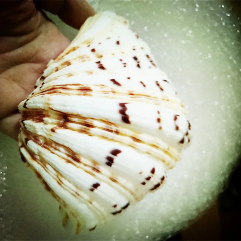 

1pc Natural Conch Sea Shells Seashells For Home Decorations,Fish Tank And Shell Collector