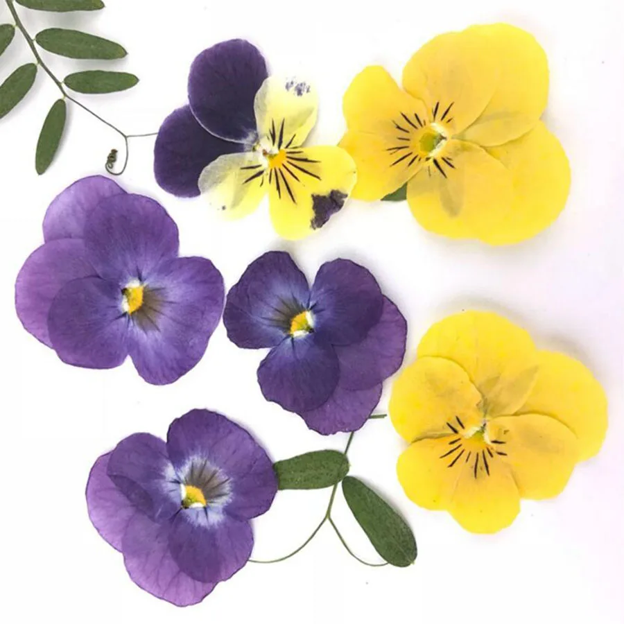 

60pcs Pressed Dried Pansy Corydalis Suaveolens Hance Flower Plants Herbarium For Jewelry Postcard Bookmark Making Accessories