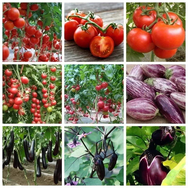 5 шт. специальные удобрения для помидор и баклажанов