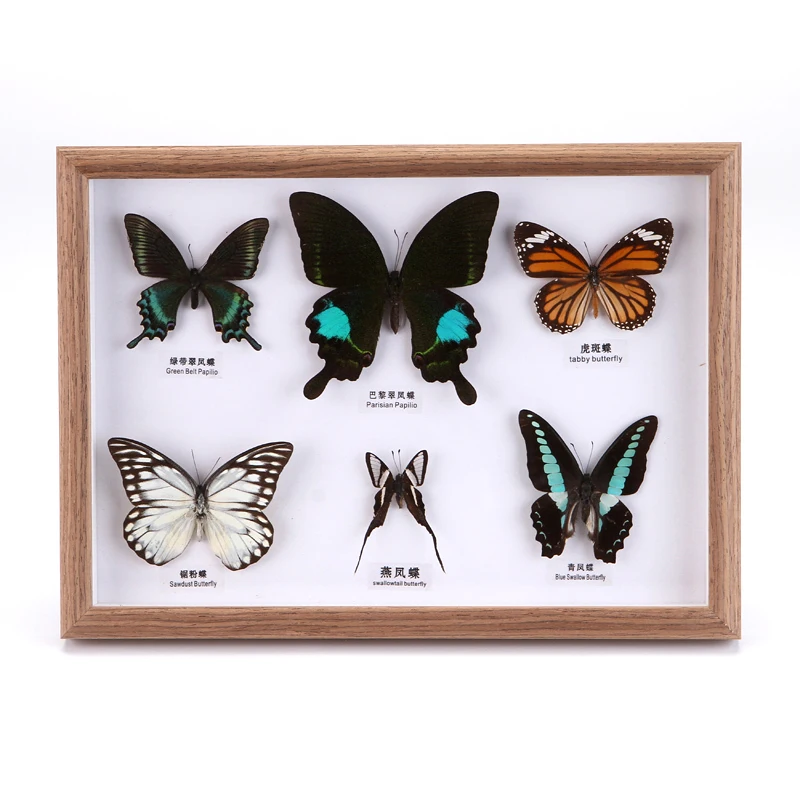 

Настоящие образцы бабочек, натуральные красочные обучающие материалы для украшения дома, подарочные украшения