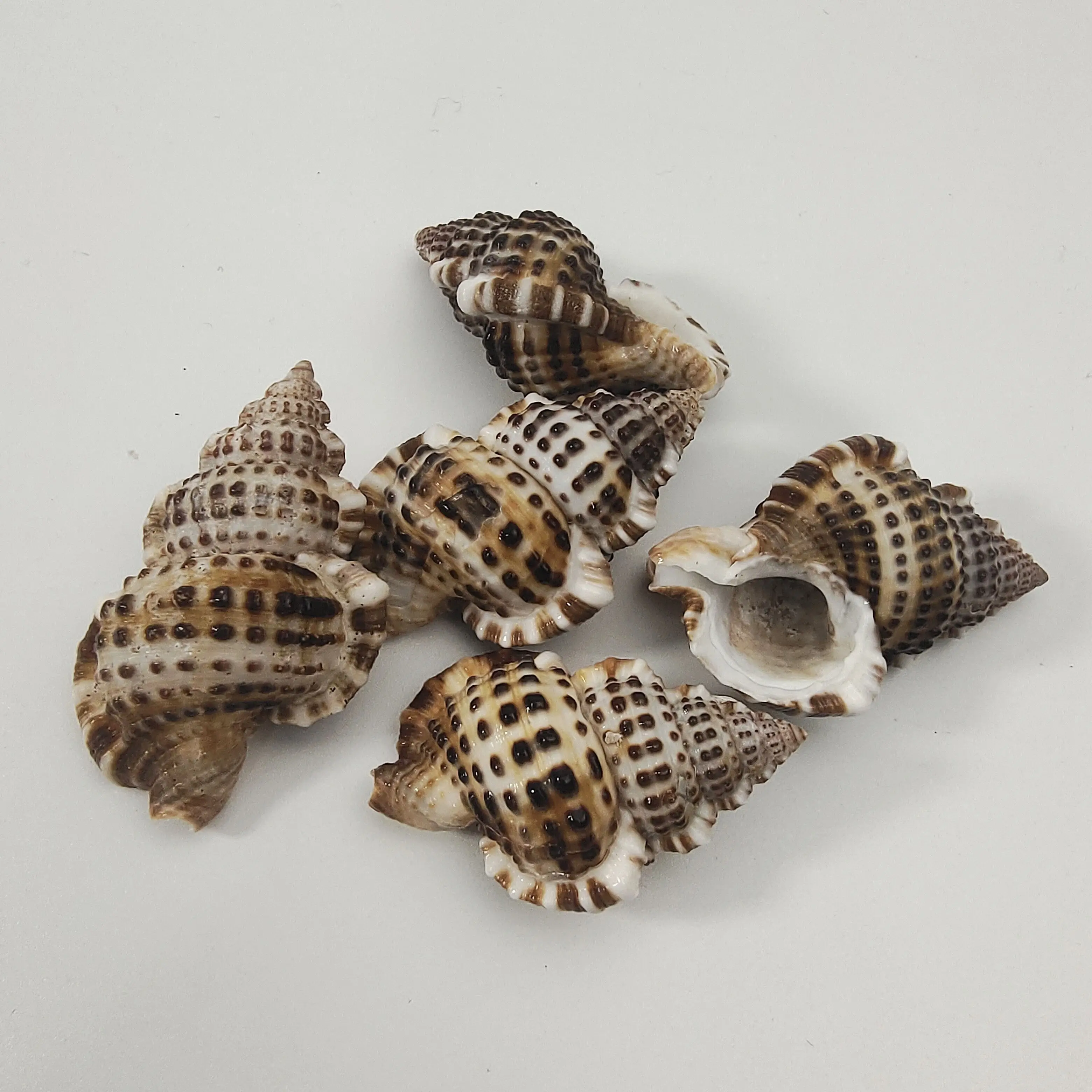 

Ракушка фотография Материал миниатюрный коллекционный образец