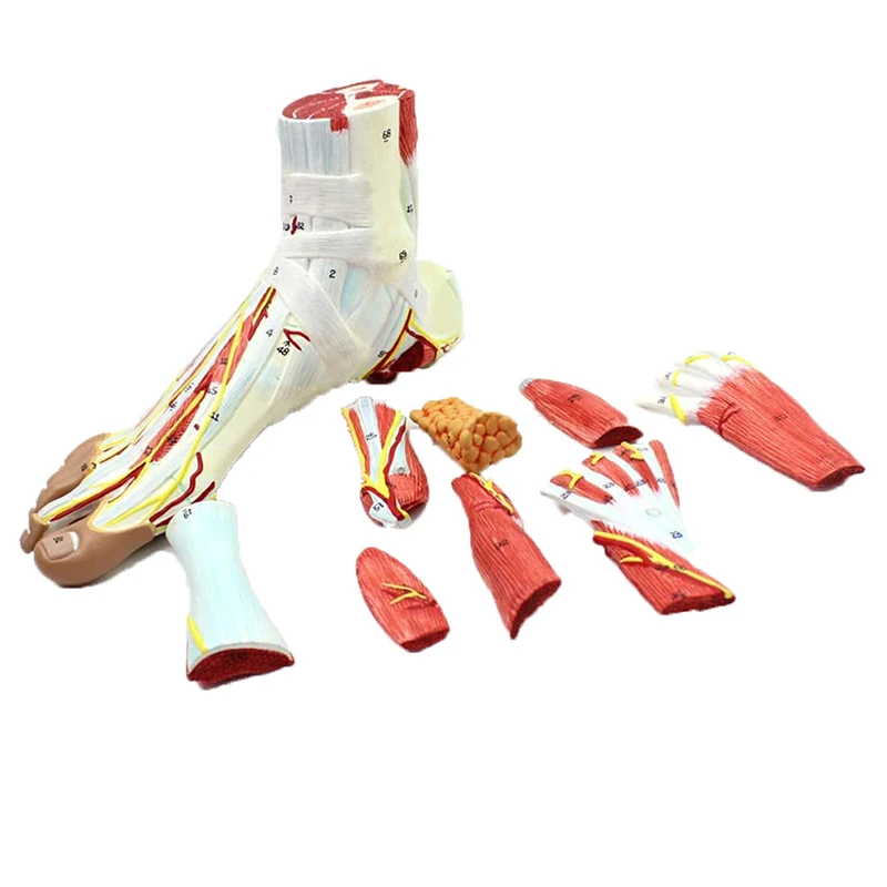 

1:1 Life Size Human Foot Joint Anatomical 9 Parts Model Muscle Neurovascular Ligament Hand Foot Surgery Model