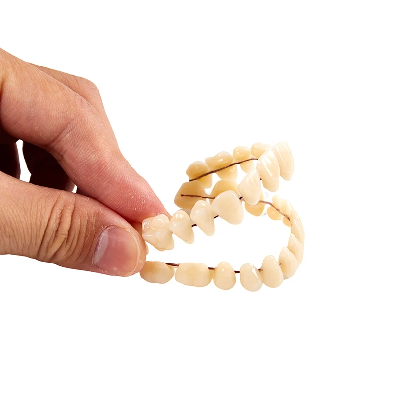 

1 шт., искусственные зубы из смолы