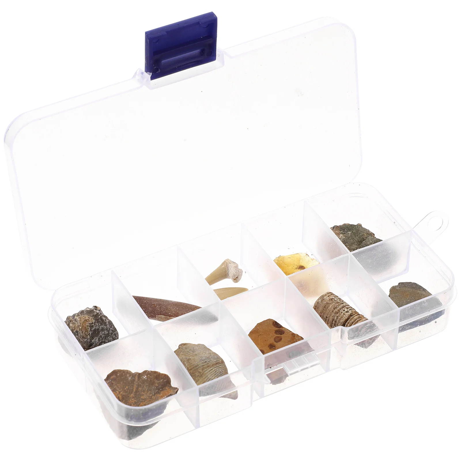 

Fossil Fossils Specimen Teaching Kit Model Orthoceras Collection Paleontology Trilobite Science Toy Sample Ancient Tooth