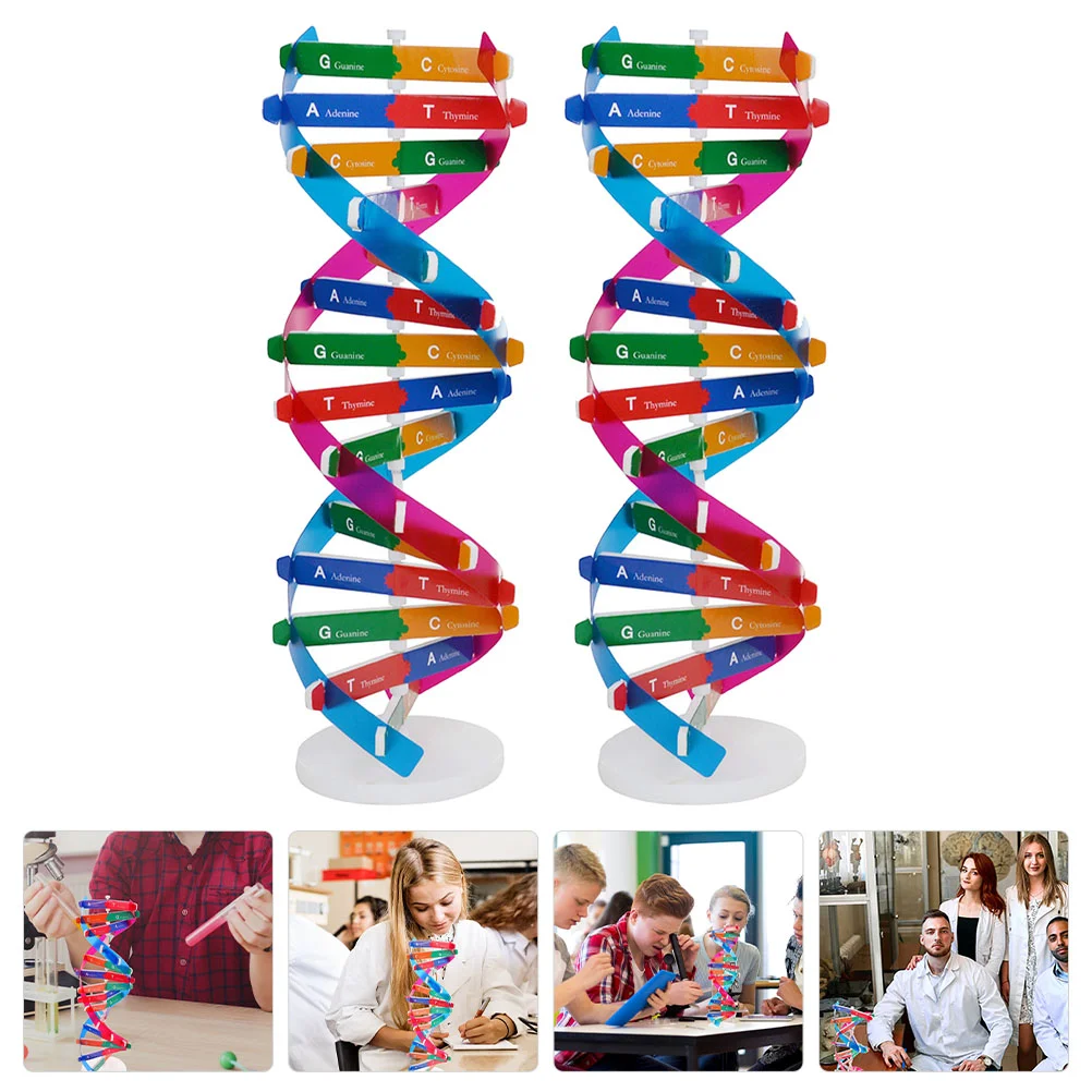 

Kids Toys Kids Toys 2pcs DNA Model Double Helix Model Components Science Educational Teaching Aids for DNA Assembling Display