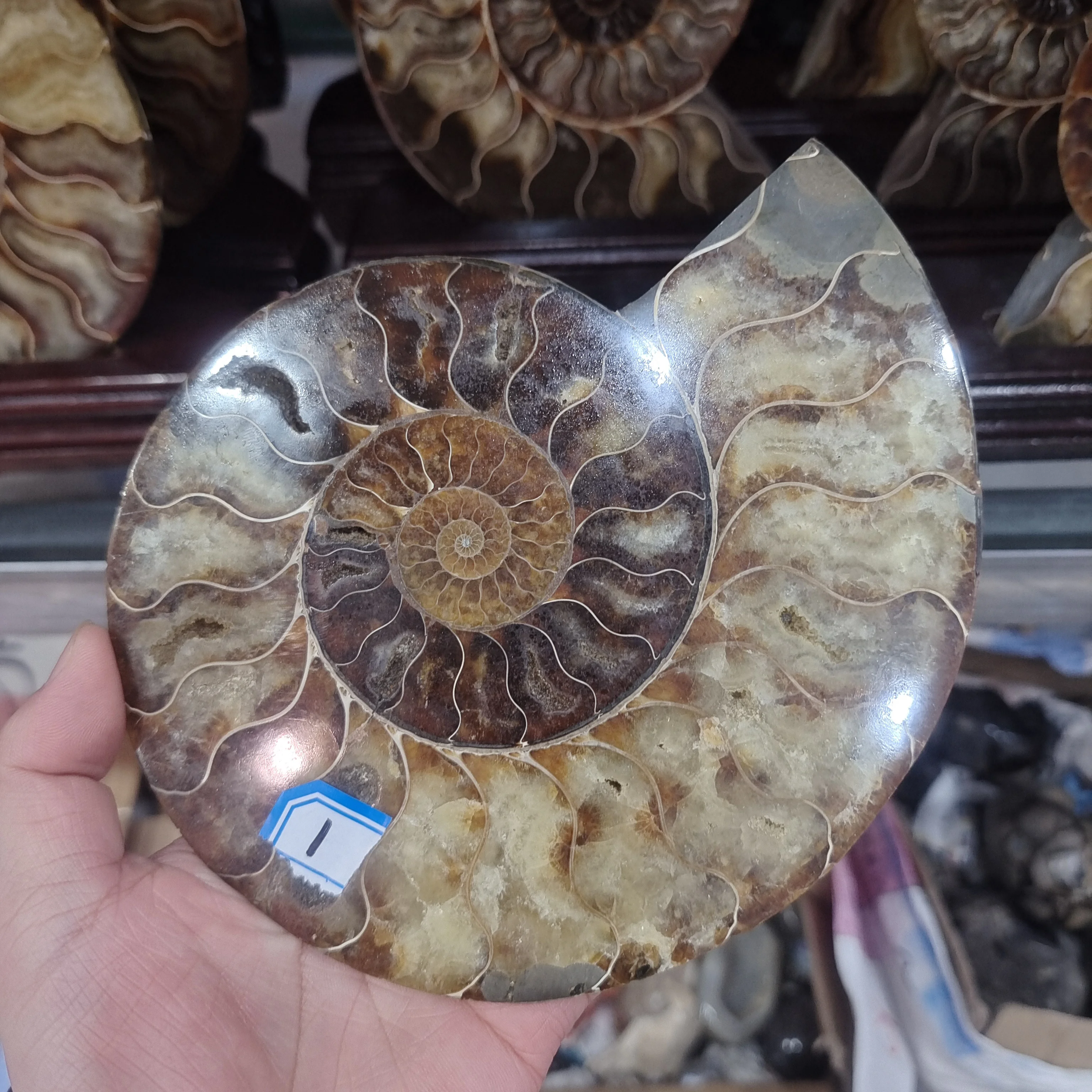 

1000g Rare Natural ammonite conch Crystals stone mineral specimen healing Collection home decoration history