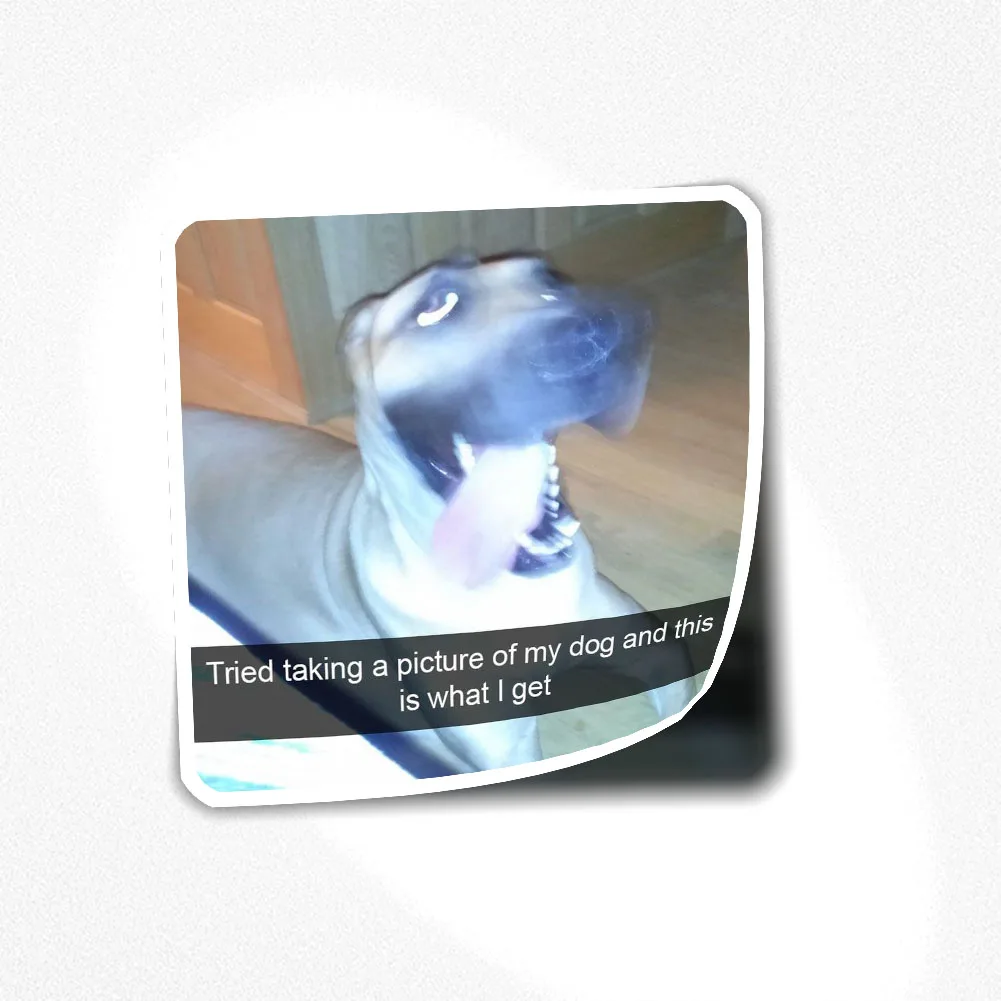 

Наклейка с собакой и мемом 012, наклейка для декора ноутбука, спальни, автомобиля, милое мультяшное искусство, модный общественный чемодан