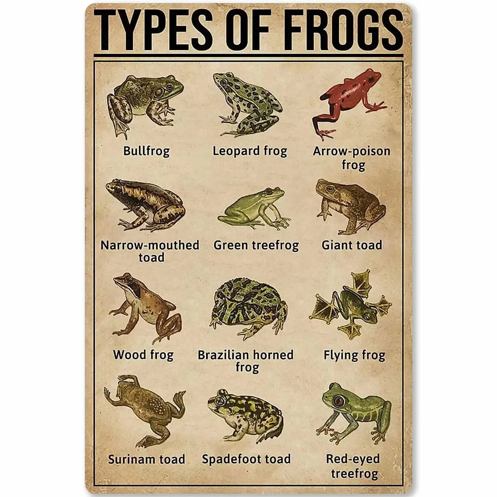 

Types Of Frogs Metal Signs Frogs Knowledge Popular Science Guide Room Club Farm Wall Decor 12x18 In